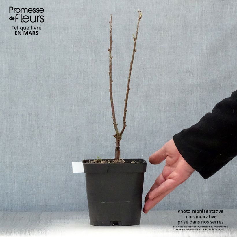 Example of Ribes bianco Versailles Blanche Vaso da 2L/3L as you get in printemps