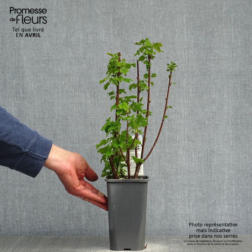 Example of Ribes bianco Blanka Bio Vaso da 1,5L/2L, A cespuglio as you get in printemps