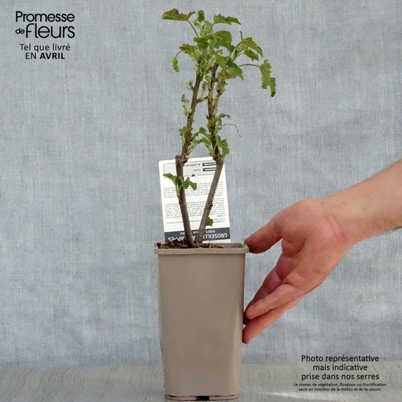 Example of Ribes bianco Blanka Vaso da 1L/1,5L, A cespuglio as you get in printemps