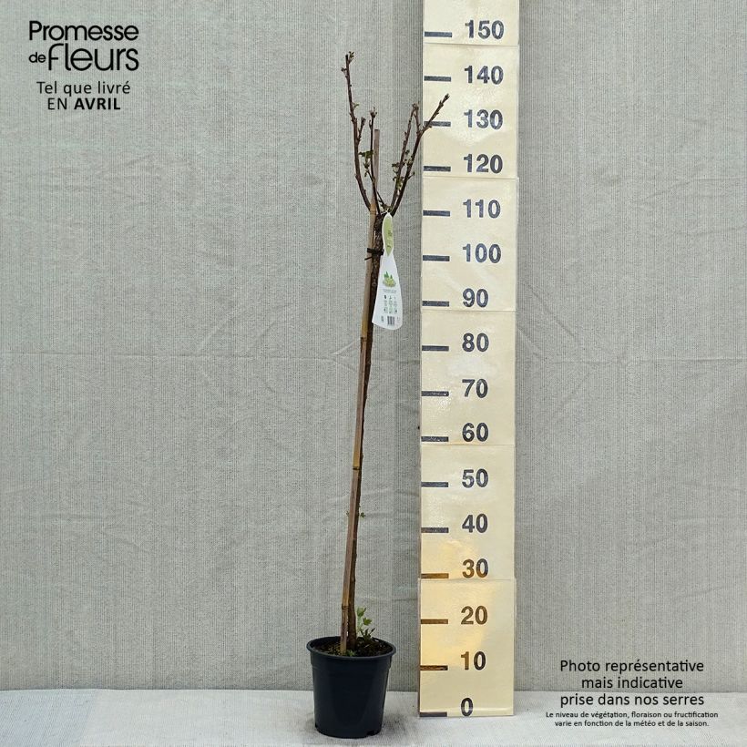 Ribes bianco Werdavia Vaso da 2L/3L, A cespuglio esemplare consegnato in primavera