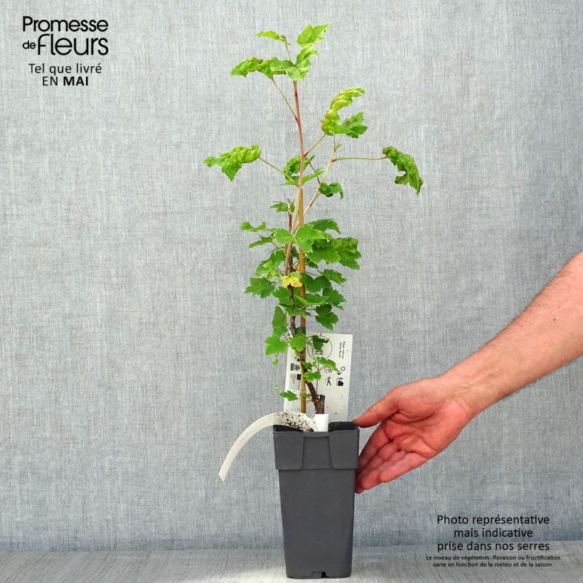 Ribes bianco Witte Parel Vaso da 1,5L/2L, A cespuglio esemplare consegnato in primavera