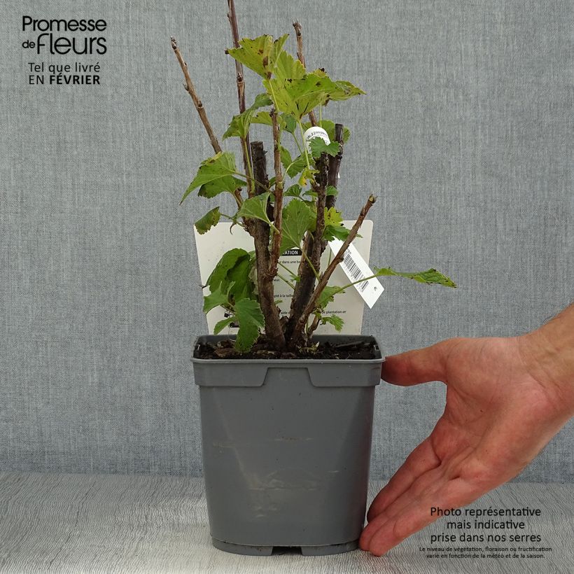 Esemplare di Ribes rosso Delbard Giganta Bosron Vaso da 2L/3L come consegnato in autunno