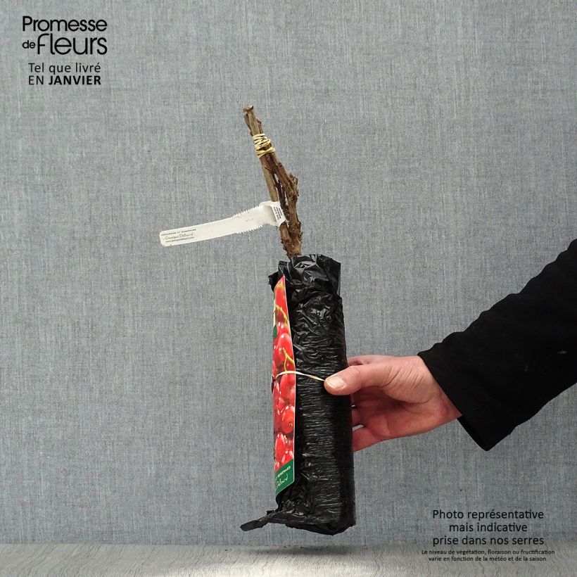 Ribes rosso Première Groseille Raisin deltir Zolla 'Pronta da piantare', A cespuglio esemplare consegnato in inverno