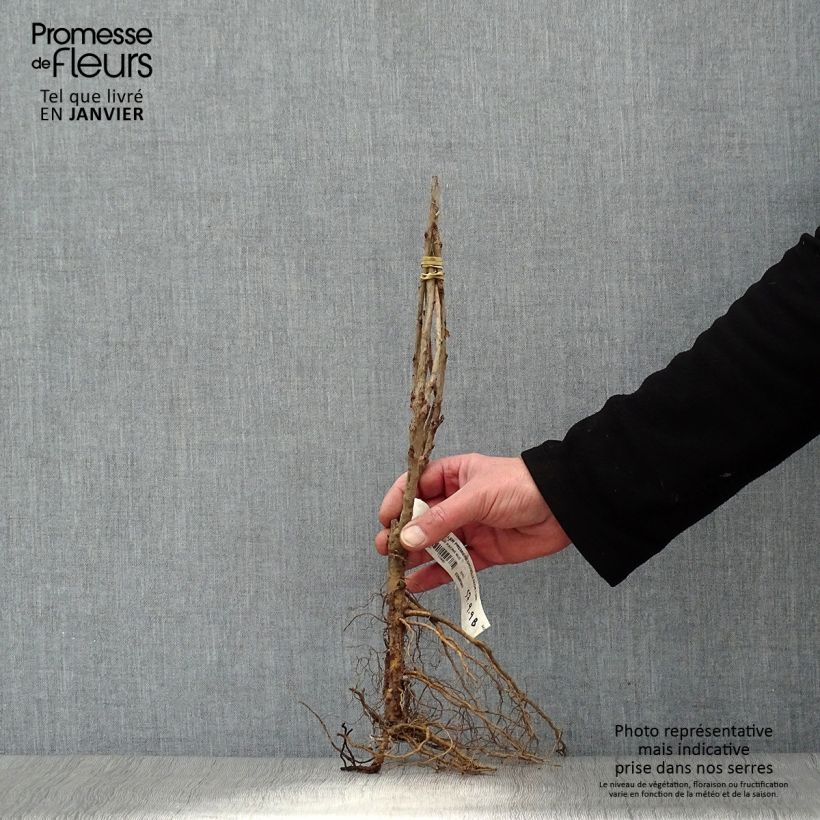 Ribes rosso Première Groseille Raisin deltir Piante piccole a radice nuda, A cespuglio esemplare consegnato in inverno