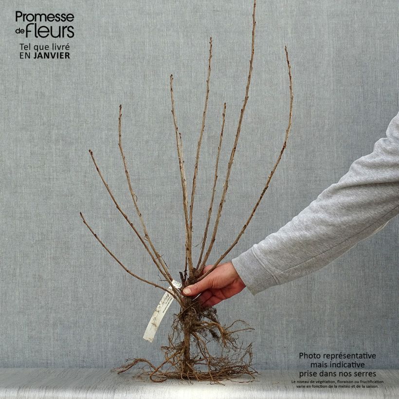 Ribes rosso - Ribes rubrum Piante piccole a radice nuda, Multifusto esemplare consegnato in inverno