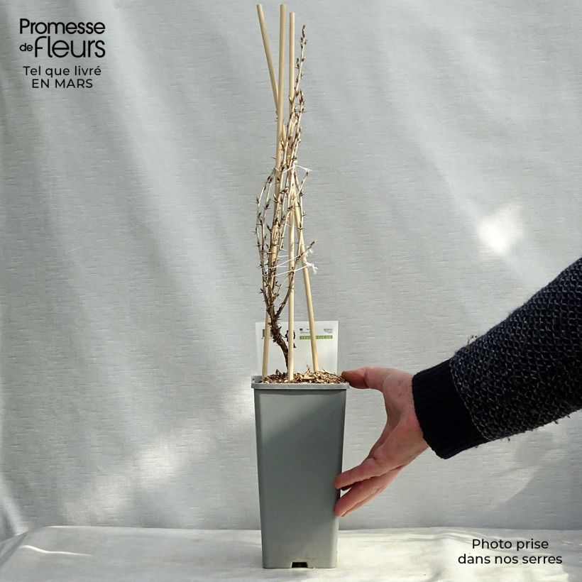 Uva-spina Hinnönmaki Röd Vaso da 1,5L/2L, A cespuglio esemplare consegnato in primavera