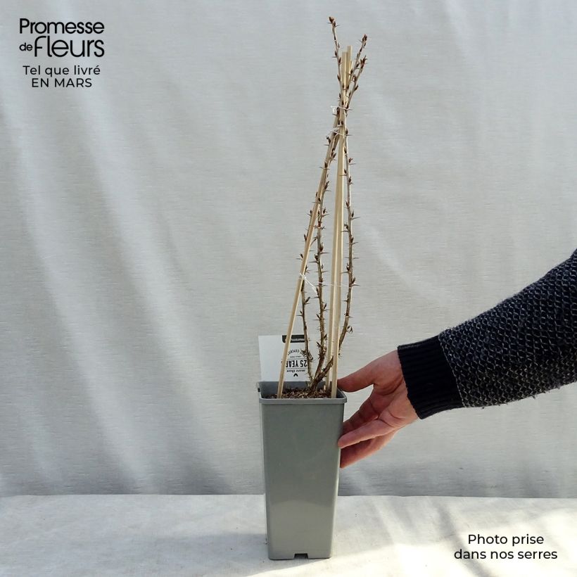 Example of Uva-spina Hinnonmäki Grün Vaso da 1,5L/2L, A cespuglio as you get in printemps