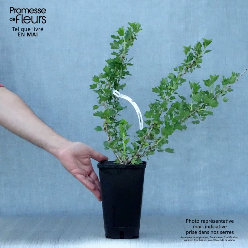 Example of Uva-spina Worcesterberry Vaso da 2L/3L as you get in printemps