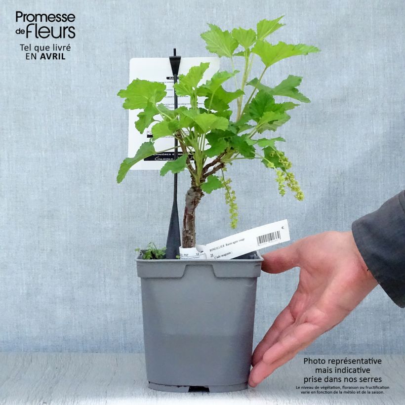 Example of Ribes rosso Agate Rosso mactor Vaso da 2L/3L, A cespuglio as you get in printemps