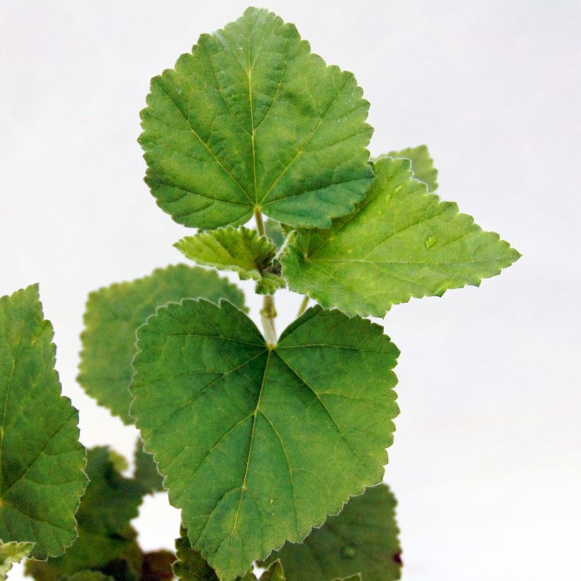 Althaea officinalis - Altea comune (Foliage)