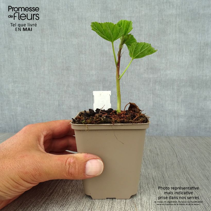 Example of Althaea officinalis - Altea comune Vasetto da 8/9 cm as you get in printemps