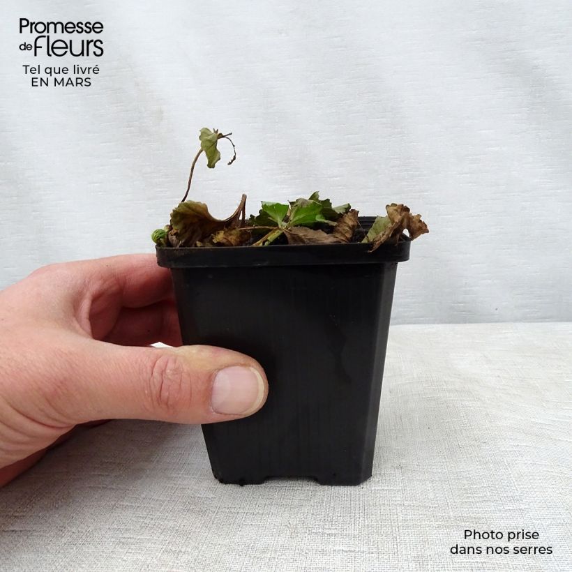 Gunnera magellanica Vasetto da 8/9 cm esemplare consegnato in primavera