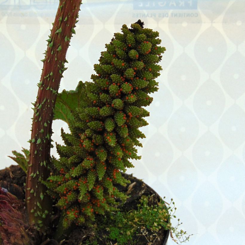 Gunnera manicata - Rabarbaro gigante del Brasile (Flowering)
