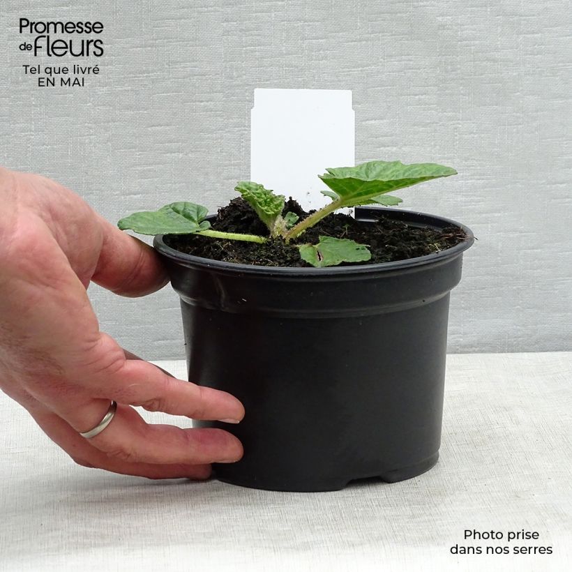 Example of Gunnera manicata - Rabarbaro gigante del Brasile Vaso da 3L/4L as you get in printemps