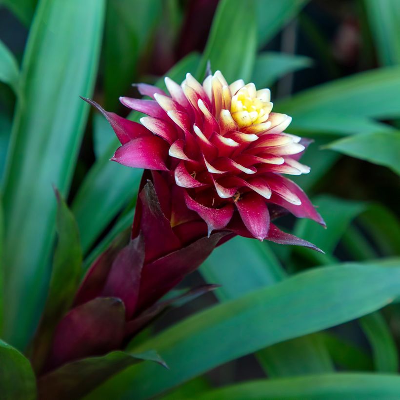 Guzmania Akabar (Fioritura)