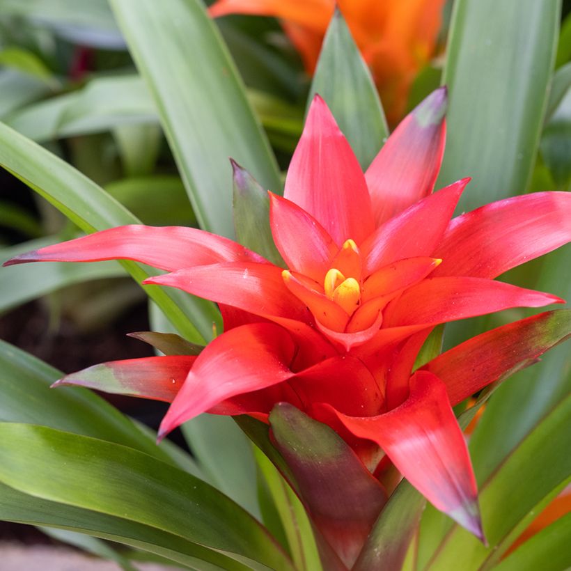 Guzmania Calypso (Fioritura)
