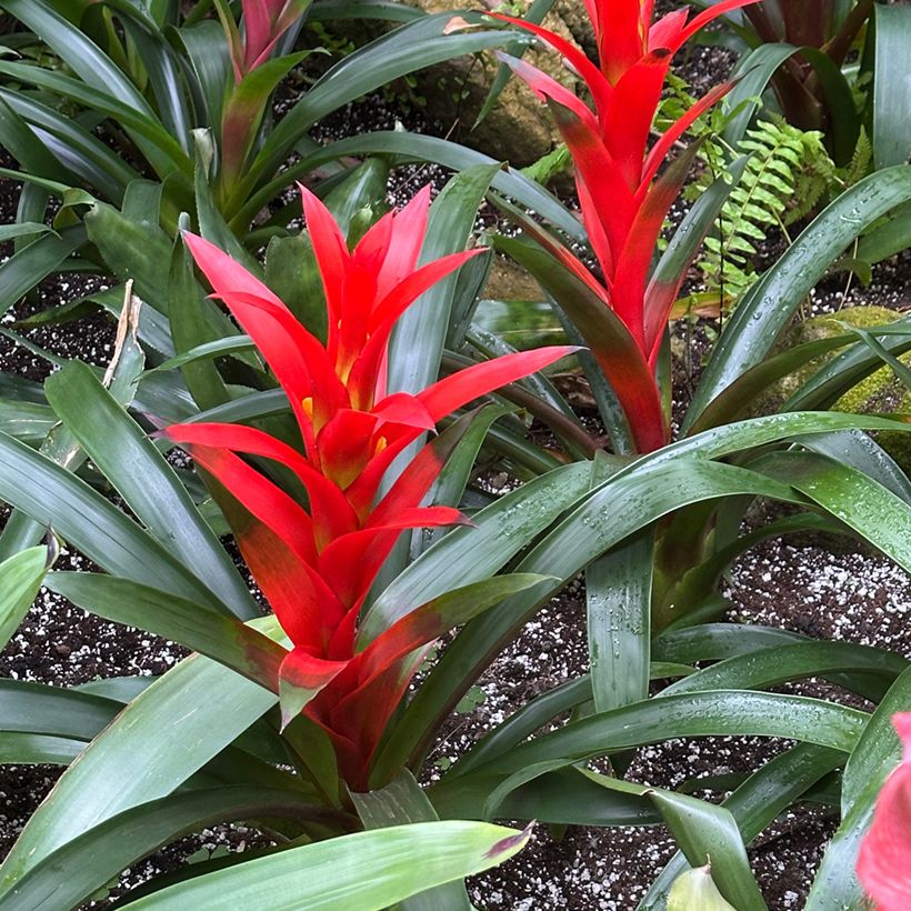 Guzmania Calypso (Porto)