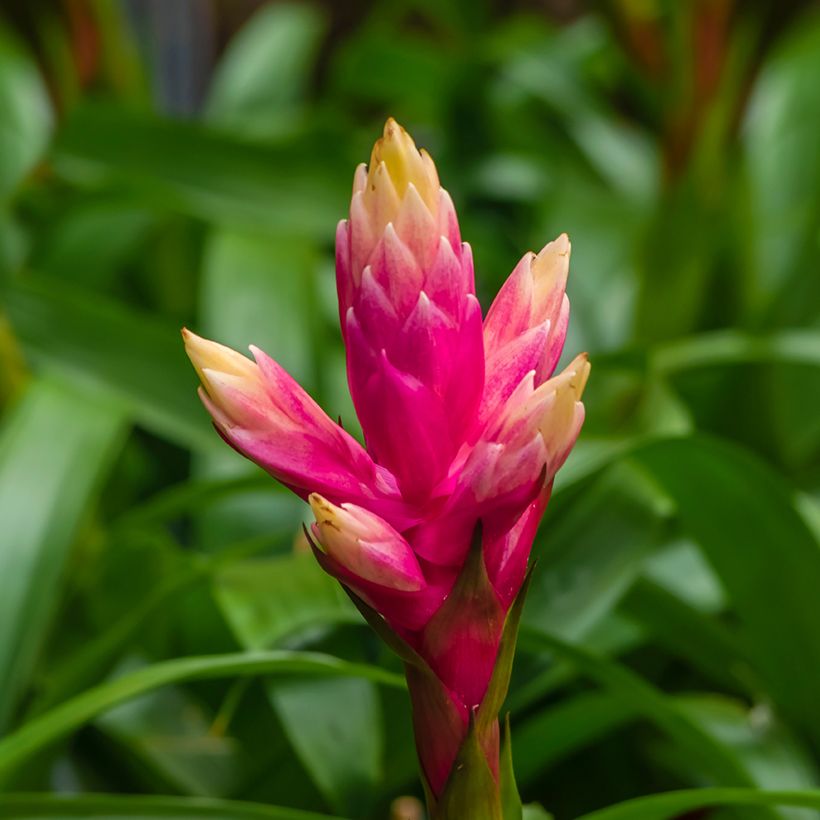 Guzmania Candy (Fioritura)