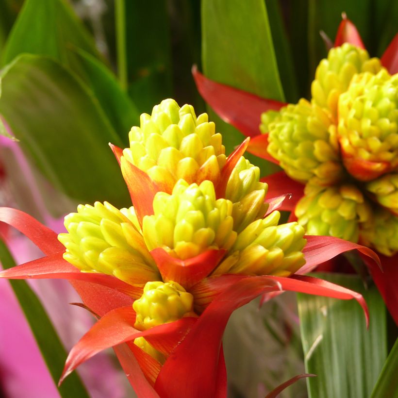 Guzmania Limones (Flowering)