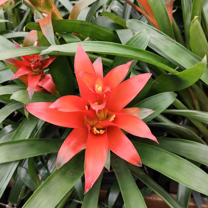 Guzmania Melissa (Fioritura)