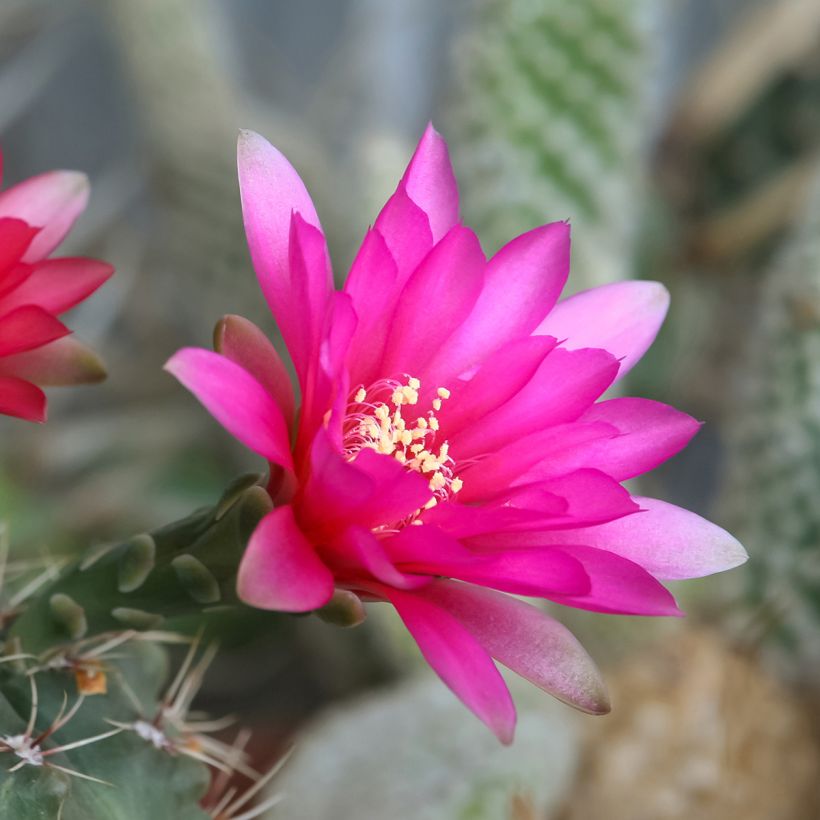 Cactus - Gymnocalycium baldianum (Fioritura)