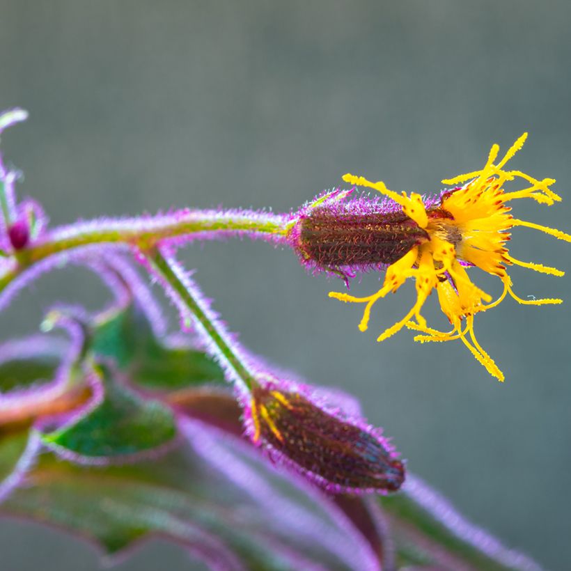 Gynura aurantiaca (Fioritura)