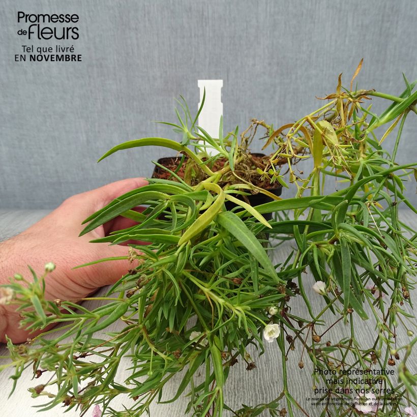 Esemplare di Gypsophila paniculata Rosenschleier Vasetto da 8/9 cm come consegnato in autunno