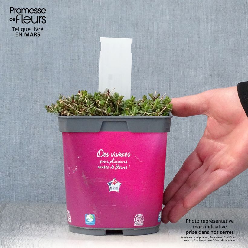 Gypsophila paniculata Rosenschleier Vaso da 2L/3L esemplare consegnato in primavera