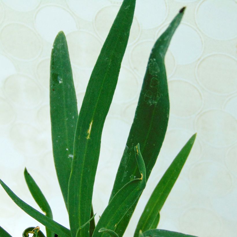 Gypsophila paniculata Bristol Fairy (Fogliame)