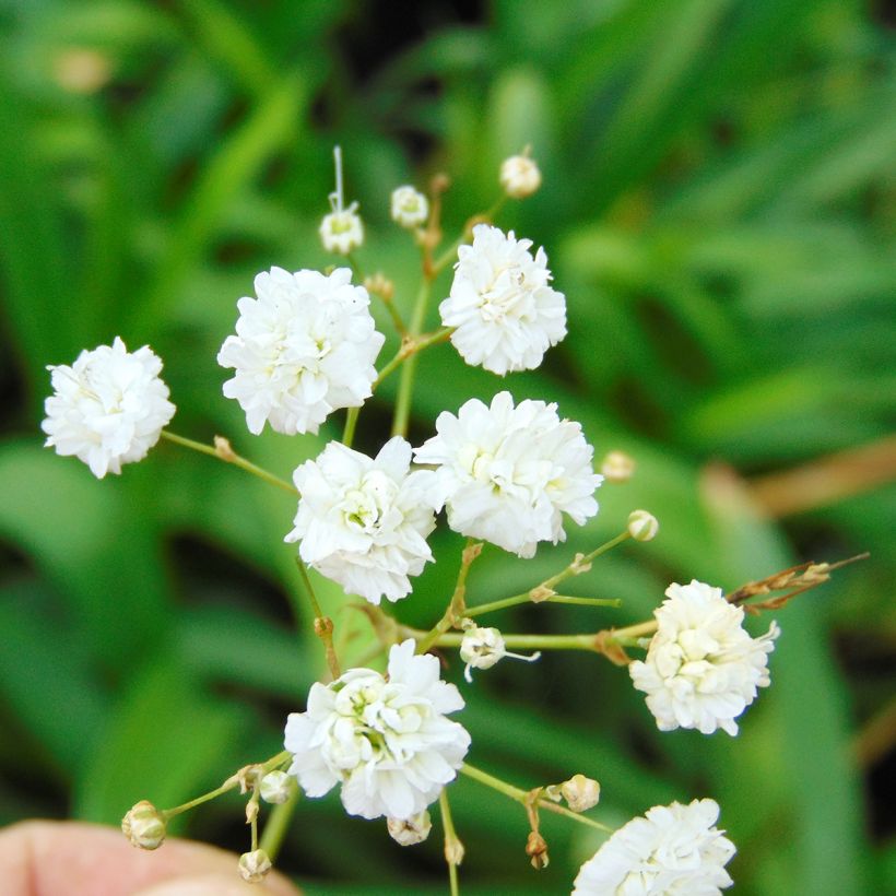 Gypsophila paniculata Bristol Fairy (Fioritura)