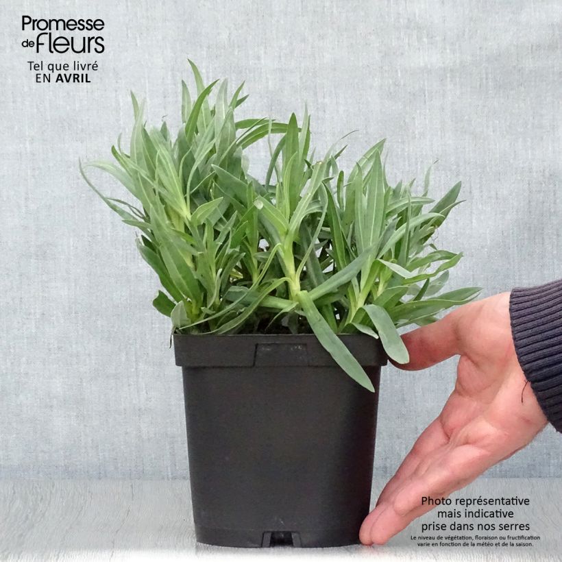 Gypsophila paniculata Bristol Fairy Vaso da 2L/3L esemplare consegnato in primavera