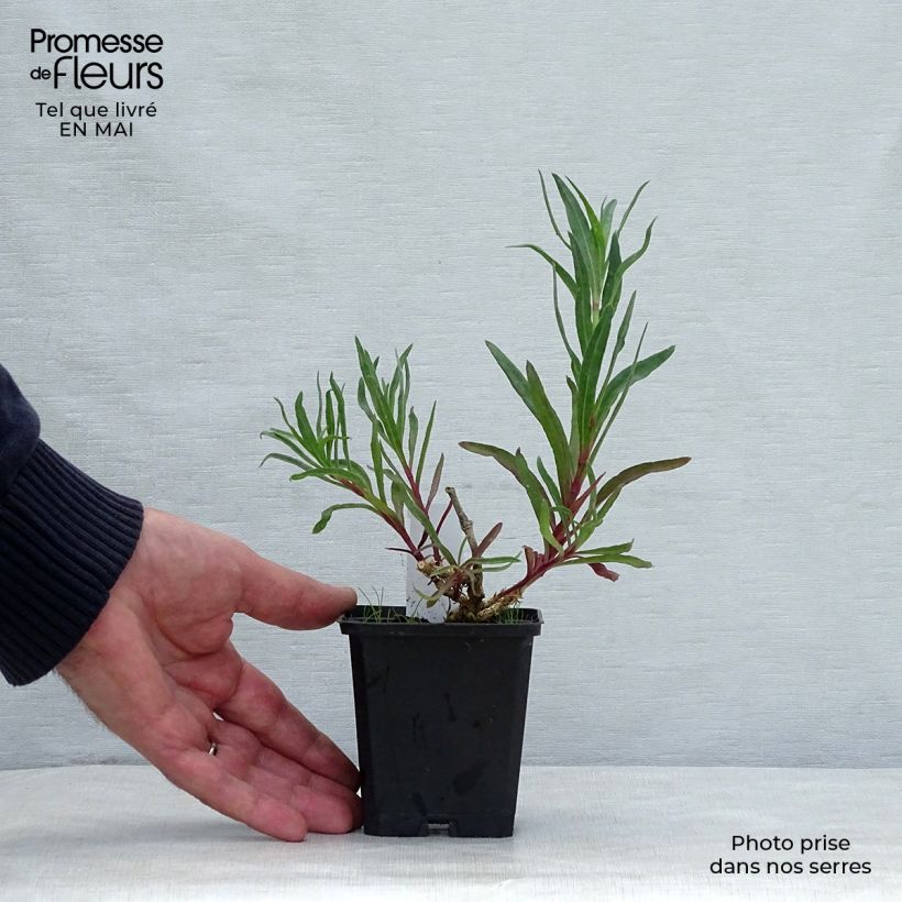 Example of Gypsophila paniculata Flamingo Vasetto da 8/9 cm as you get in printemps