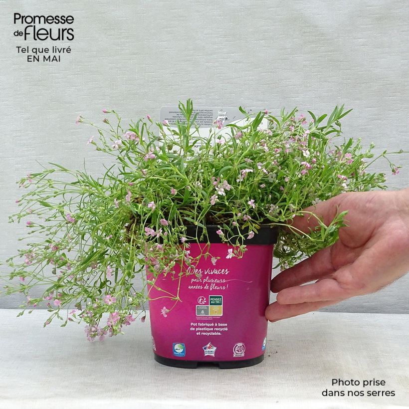 Example of Gypsophila repens Rosa Schönheit Vasetto da 8/9 cm as you get in printemps