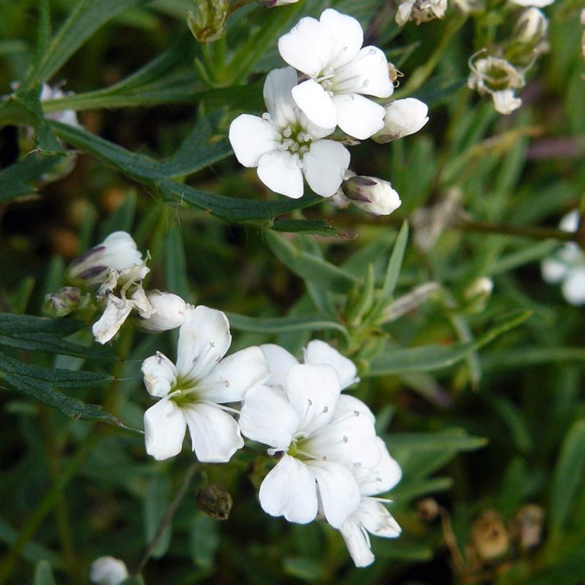 Gypsophila repens White Angel (Foliage)