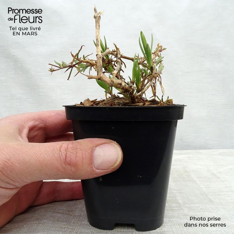 Gypsophila paniculata Festival Pink Vasetto da 8/9 cm esemplare consegnato in primavera