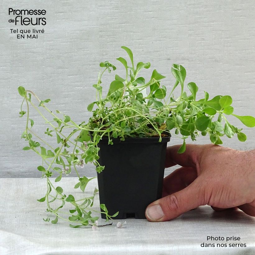 Example of Gypsophila cerastioides Vasetto da 8/9 cm as you get in printemps