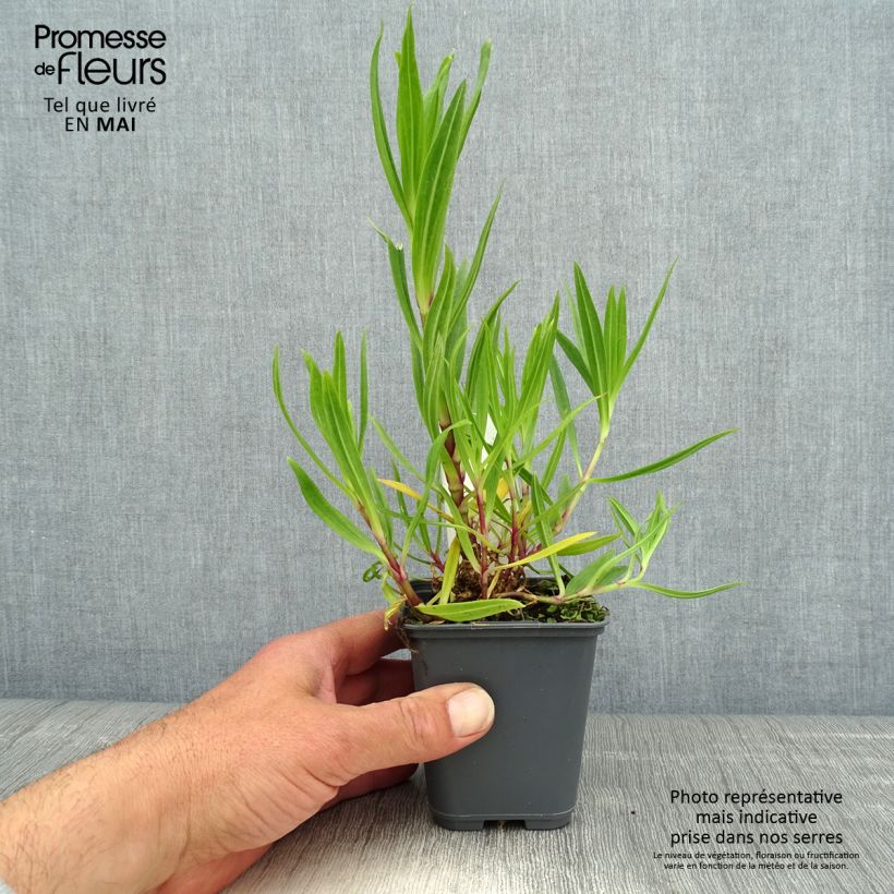 Example of Gypsophila pacifica Vasetto da 8/9 cm as you get in printemps