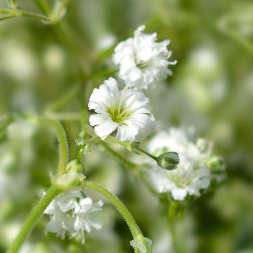 Gypsophila paniculata Snow Flake (Fioritura)