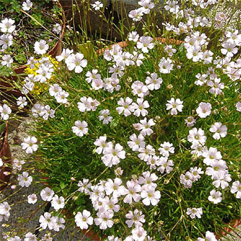 Gypsophile tenuifolia (Fioritura)