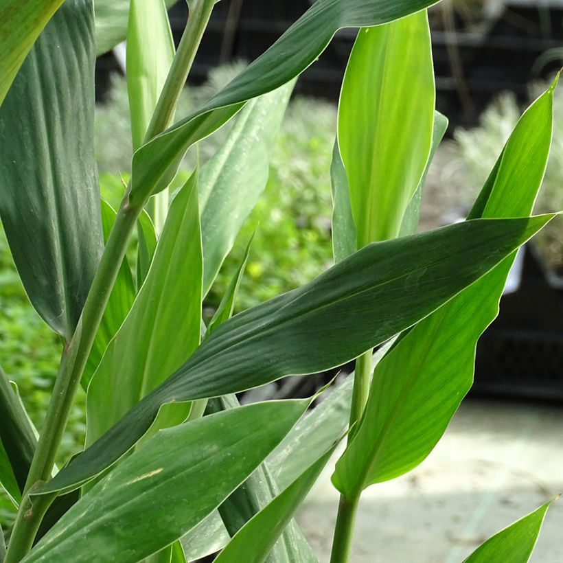 Hedychium coccineum Tara (Fogliame)