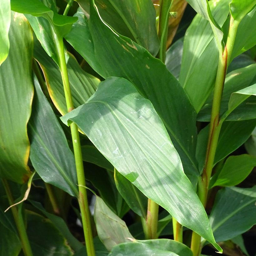 Hedychium densiflorum Assam Orange (Fogliame)