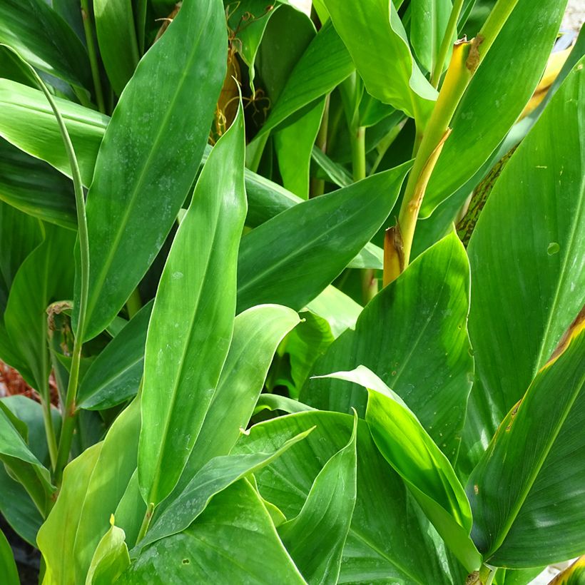 Hedychium Dixter (Fogliame)