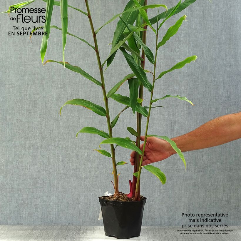 Esemplare di Hedychium coronarium Elizabeth Vaso da 3L/4L come consegnato in autunno