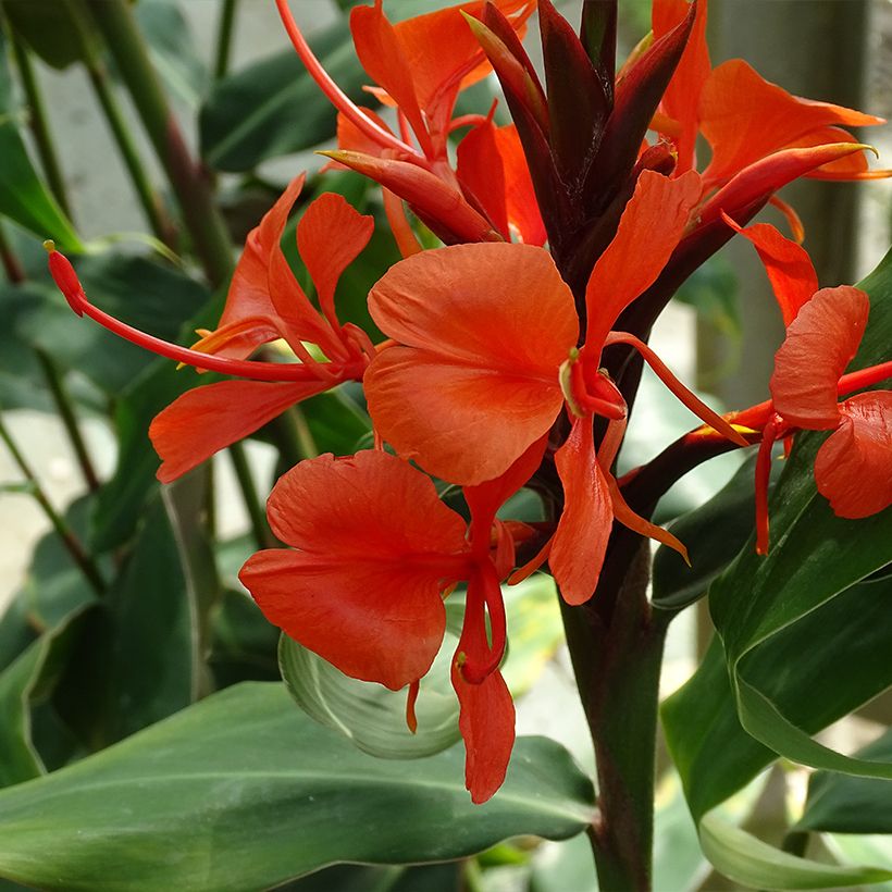 Hedychium deceptum (Fioritura)