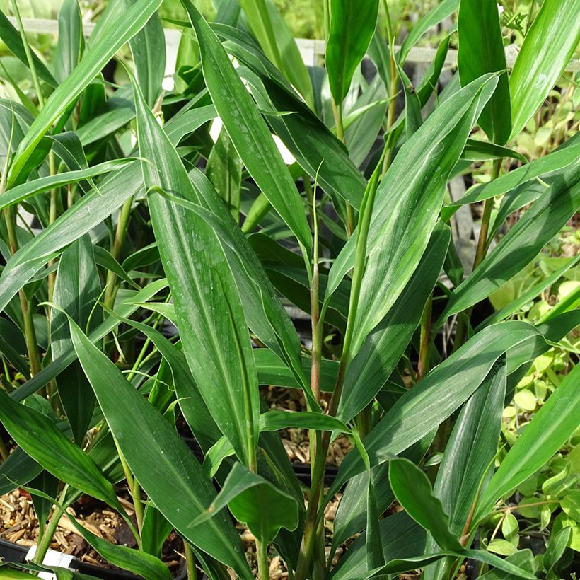 Hedychium villosum var. tenuiflorum (Fogliame)