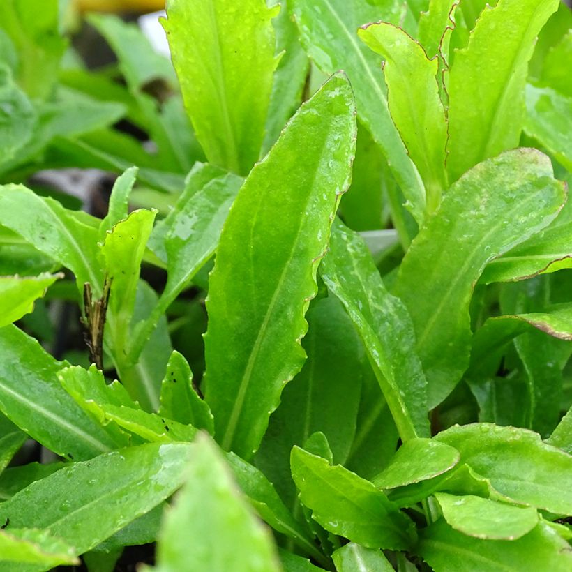 Helenium Okra Sundae (Fogliame)