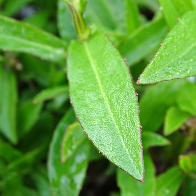Helenium Strawberry Sundae (Fogliame)