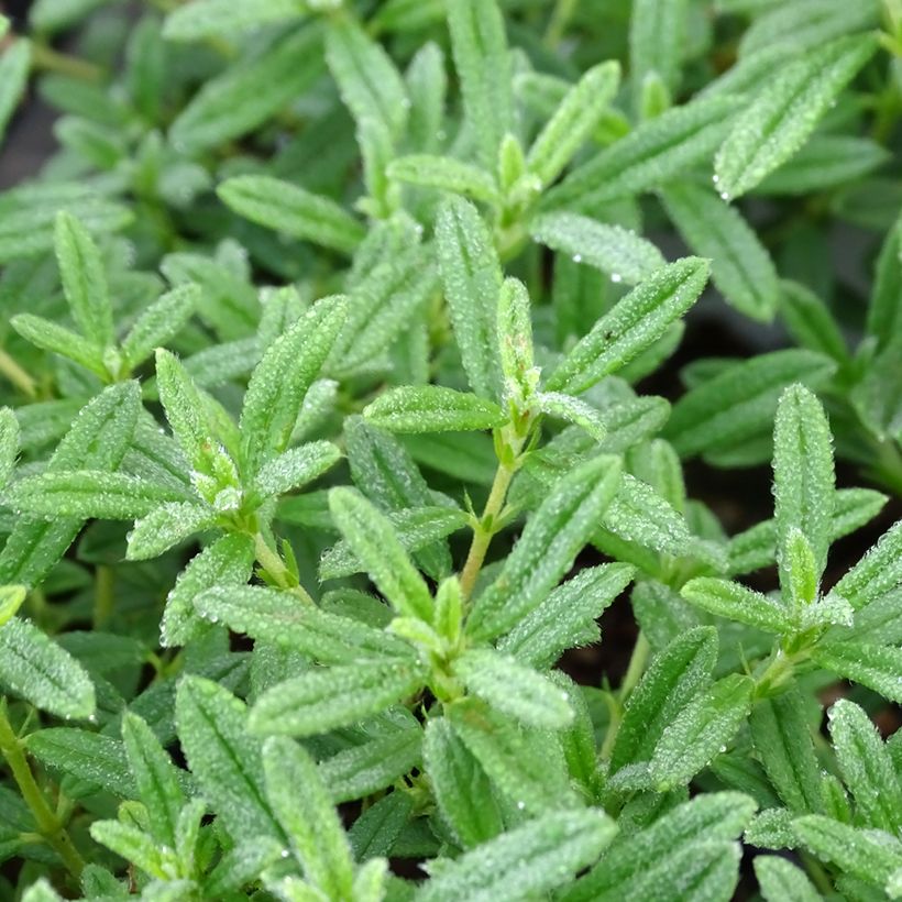 Helianthemum Golden Queen - Eliantemo (Foliage)