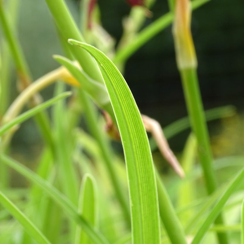 Hemerocallis Final Touch - Emerocallide (Foliage)