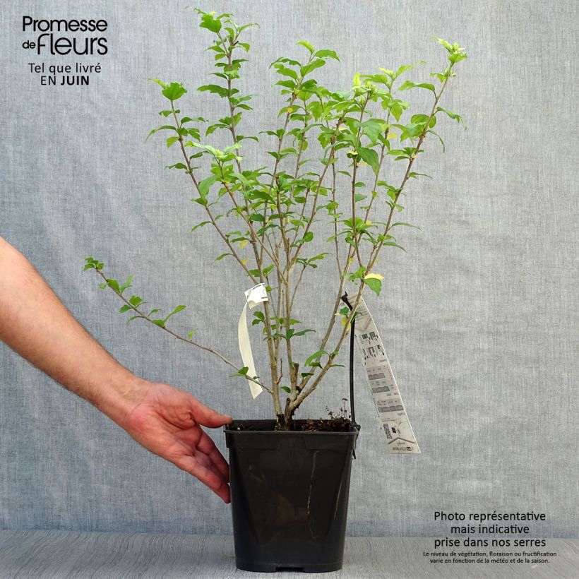 Esemplare di Hibiscus syriacus Russian Violet (II) - Ibisco Vaso da 3L/4L consegnato in estate